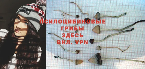 хмурый Аркадак